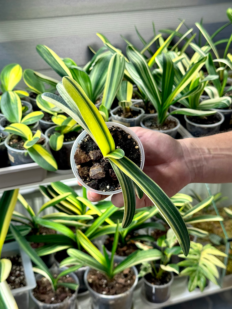 Miniaturbild: Clivia Nobilis Variegata x Clivia Miniata Variegata