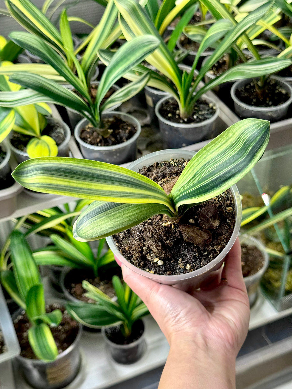 Thumbnail: Clivia Miniata 'Light of Buddha' Variegata (Orange-Red Flowers)