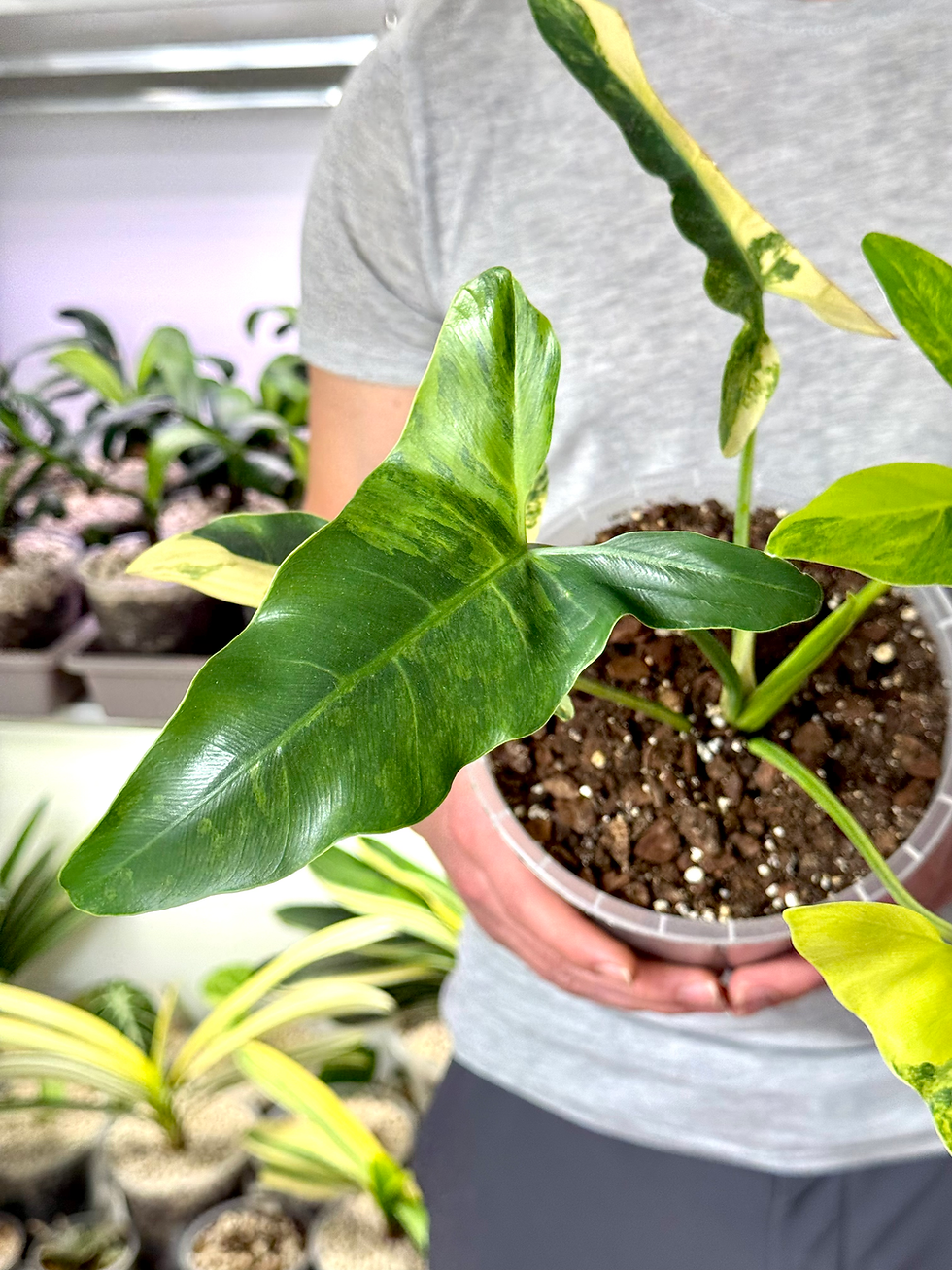 Miniaturbild: Thaumatophyllum / Philodendron Williamsii Variegata