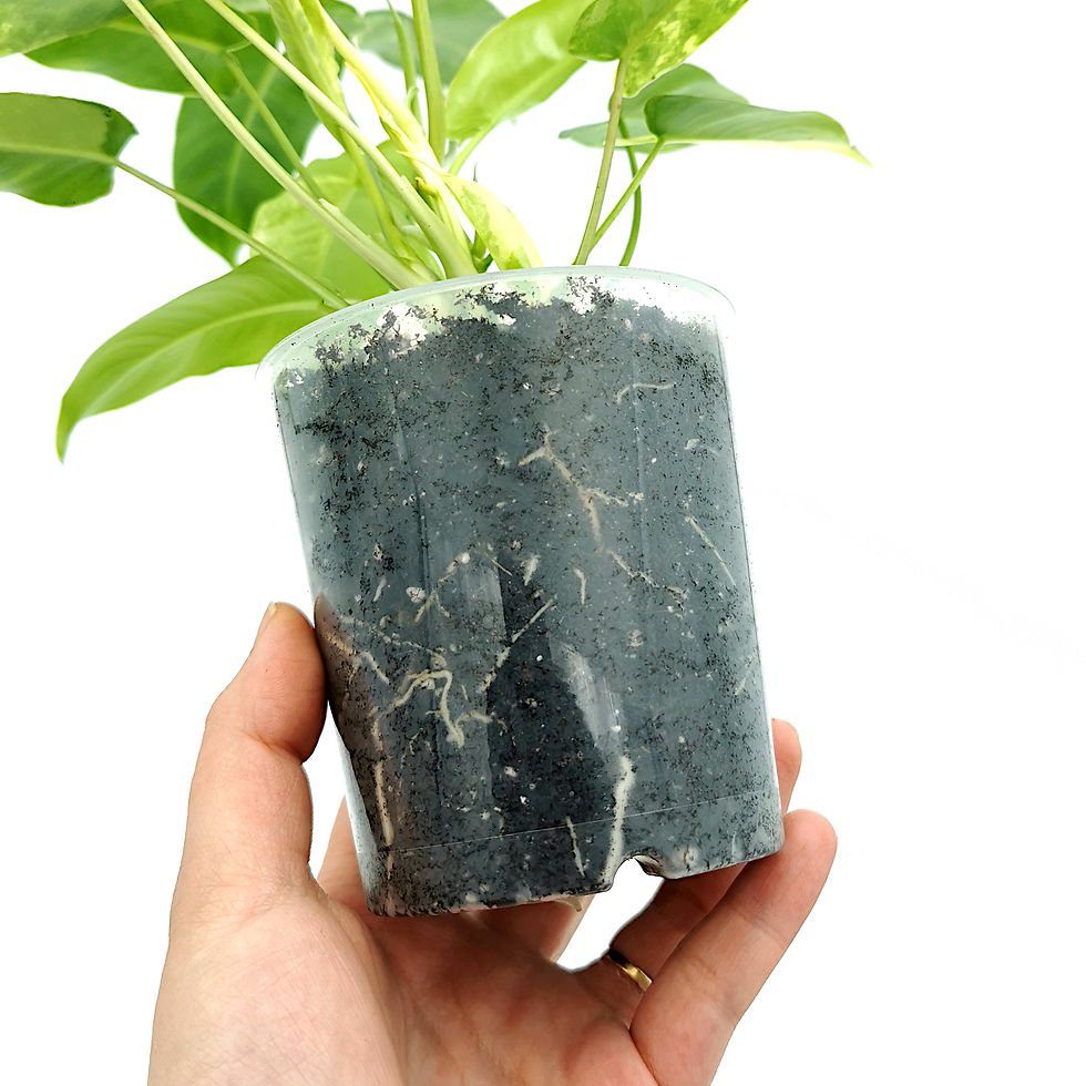 Thumbnail: Philodendron Burle Marx Variegata