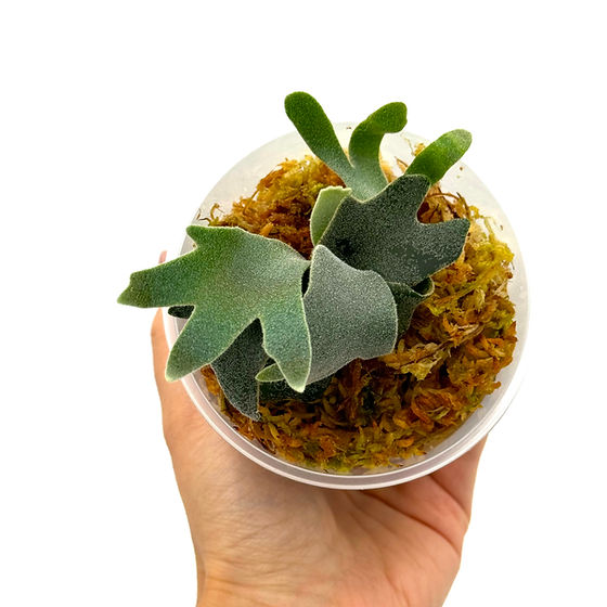 p.Willinckii'bacteria'sporeling⑥ビカクシダ 【公式通販】