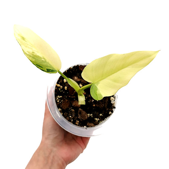 schismatoglottis variegata Schismatoglottis sp. Albo Variegated (wk17-A)