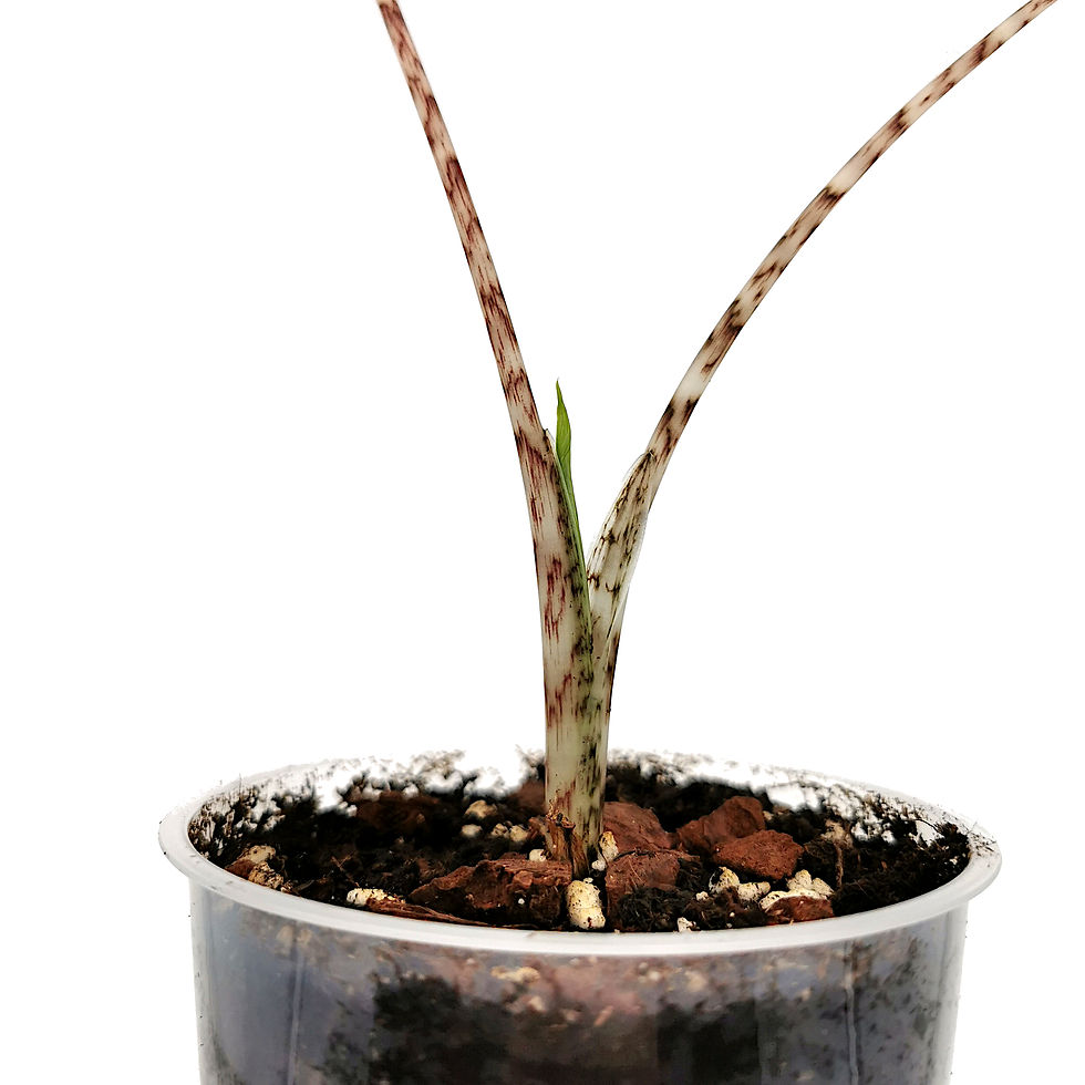 Thumbnail: Alocasia Zebrina Albo Variegata