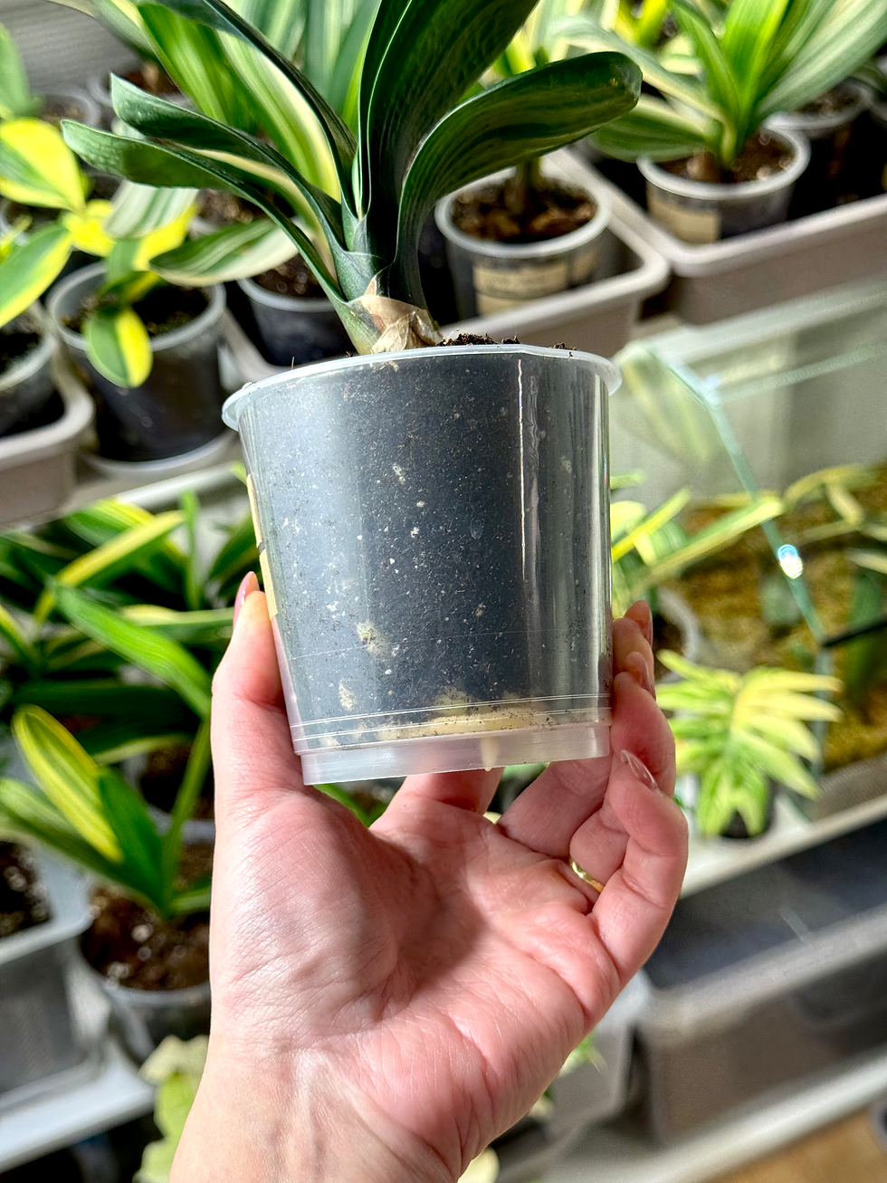 Miniaturbild: Clivia Miniata ‘Starry Sky’ | Kurze Blätter