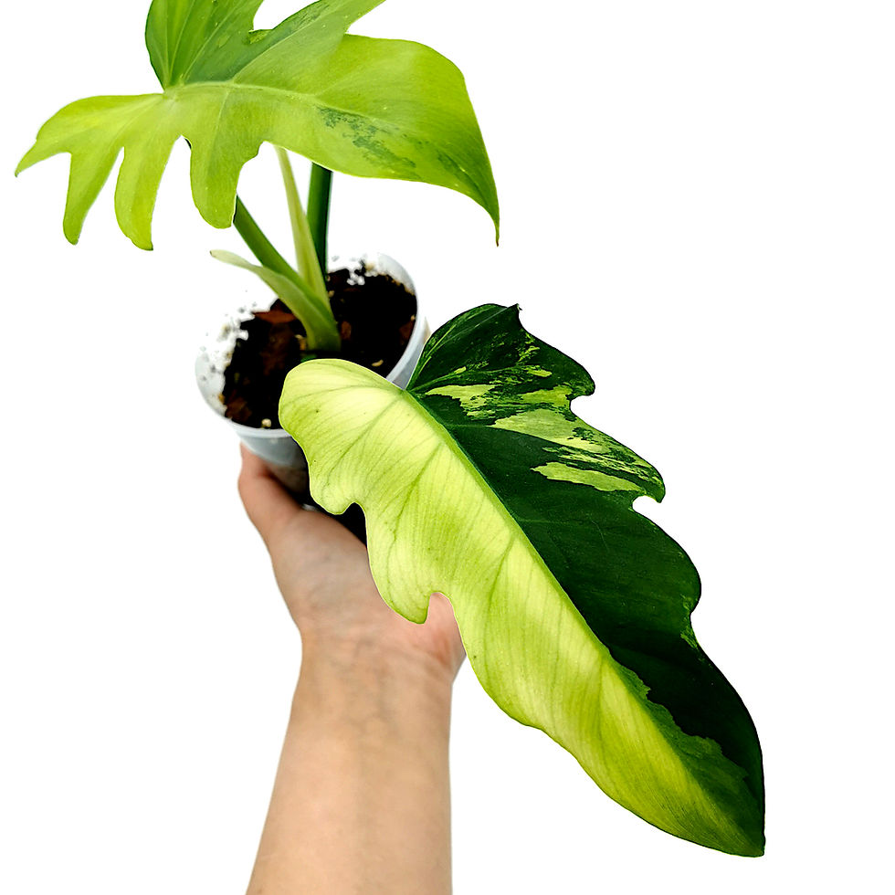 Miniaturbild: Philodendron Radiatum Variegata
