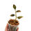Thumbnail: Anoectochilus Siamensis x Ludisia Discolor (Jewel Orchid)