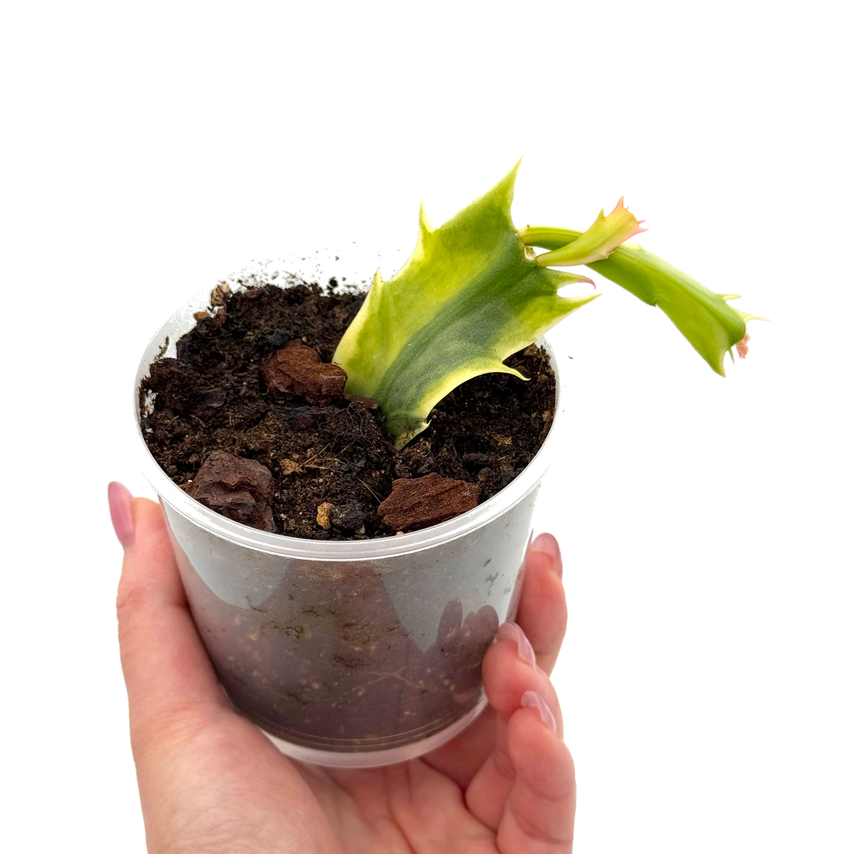 Schlumbergera Truncata Variegata / Variegated Zygocactus