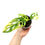 Thumbnail: Monstera Adansonii Aurea Variegata