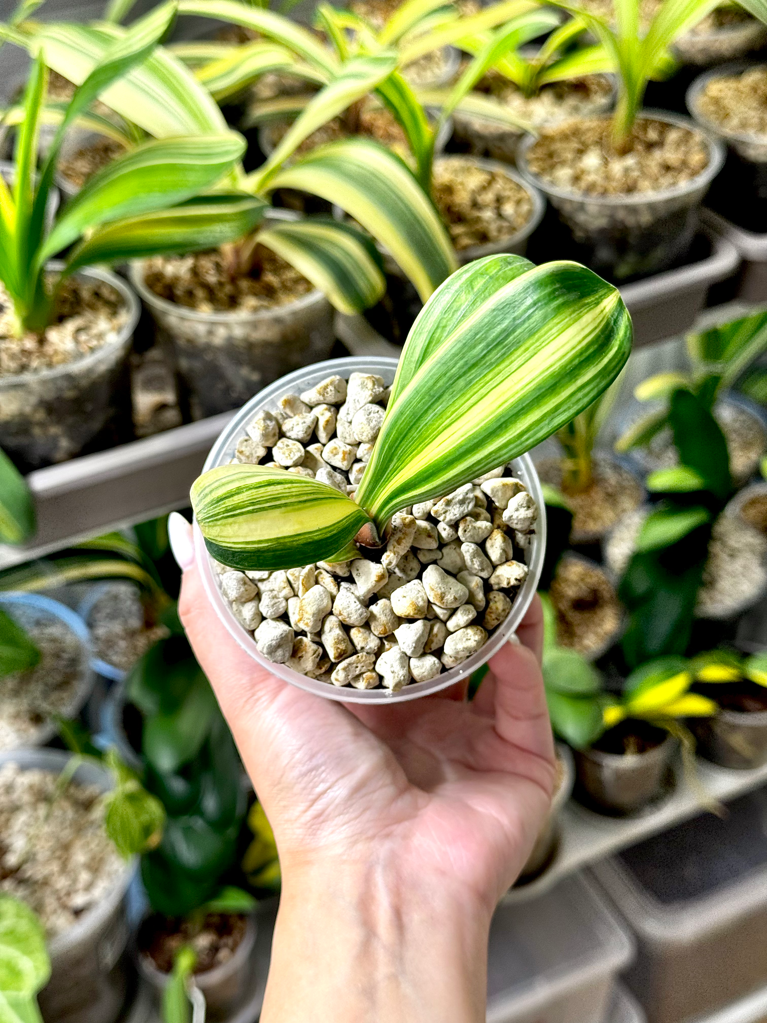 Clivia Miniata Variegata (Orangerote Blüten)