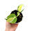 Miniaturbild: Philodendron Hederaceum Variegata ''Cream Splash''