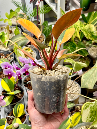 philodendron radiatum Philodendron Radiatum