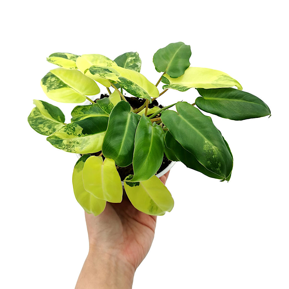 Miniaturbild: Philodendron Burle Marx Variegata (Jungpflanze)