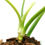 Miniaturbild: Philodendron Giganteum Variegata (L)