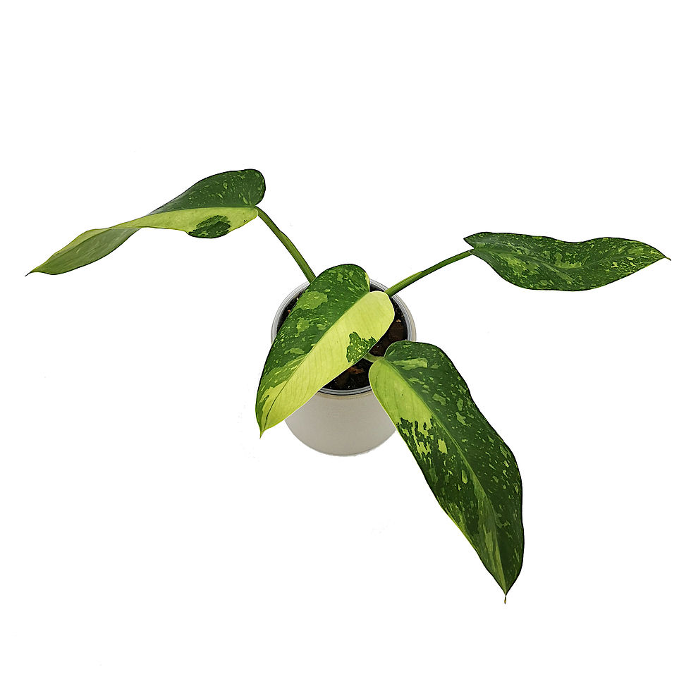 Thumbnail: Philodendron Jose Buono