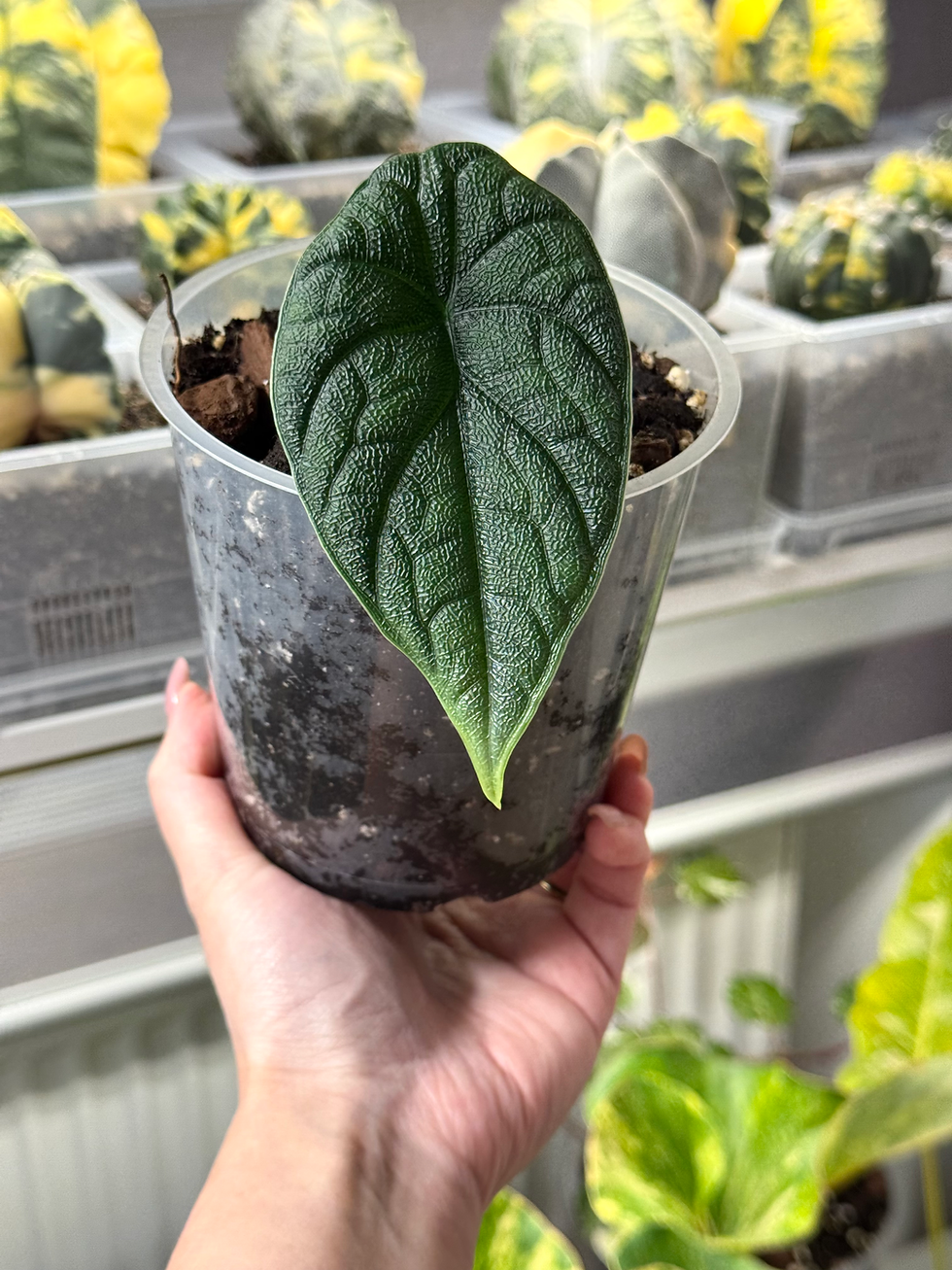 Thumbnail: Alocasia Melo
