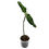 Miniaturbild: Aglaonema Pictum Tricolor