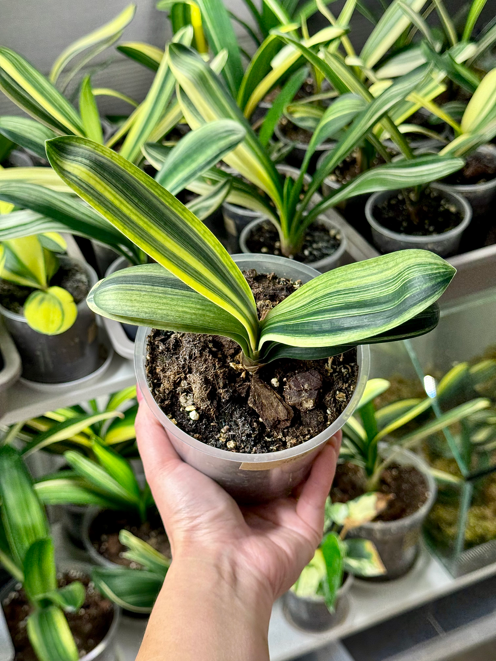 Thumbnail: Clivia Miniata 'Light of Buddha' Variegata (Orange-Red Flowers)