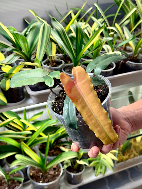 monstera deliciosa var. borsigiana Monstera Deliciosa var. Borsigiana Variegata Large
