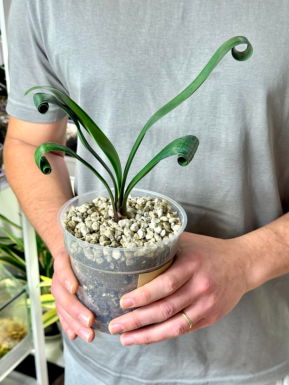 Miniaturbild: Clivia Permanent | Seltene Clivia mit natürlich gekräuselten Blättern