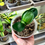Miniaturbild: Clivia Miniata ‘Black Pearl’ | Kurze Blätter