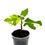 Miniaturbild: Ficus Carica Jolly Tiger Variegata / Feigenbaum