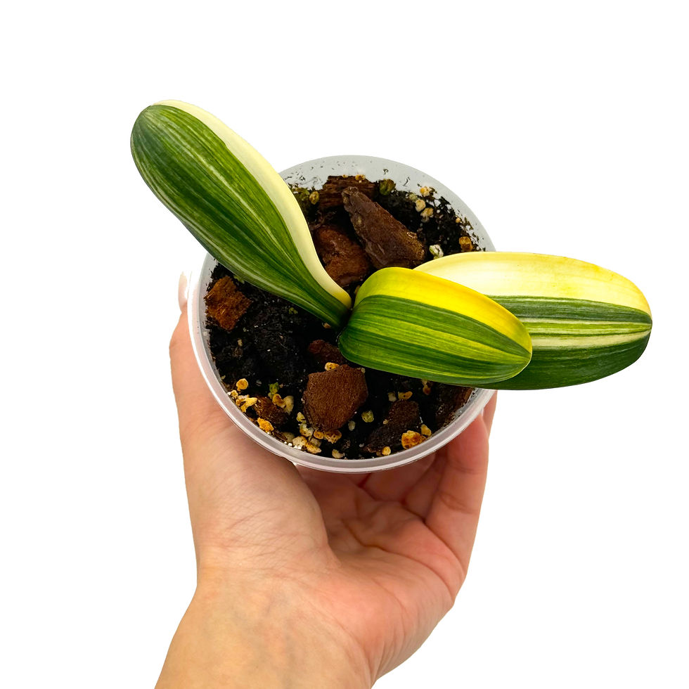 Miniaturbild: Clivia Miniata 'Monk' Variegata (Orangerote Blüten)