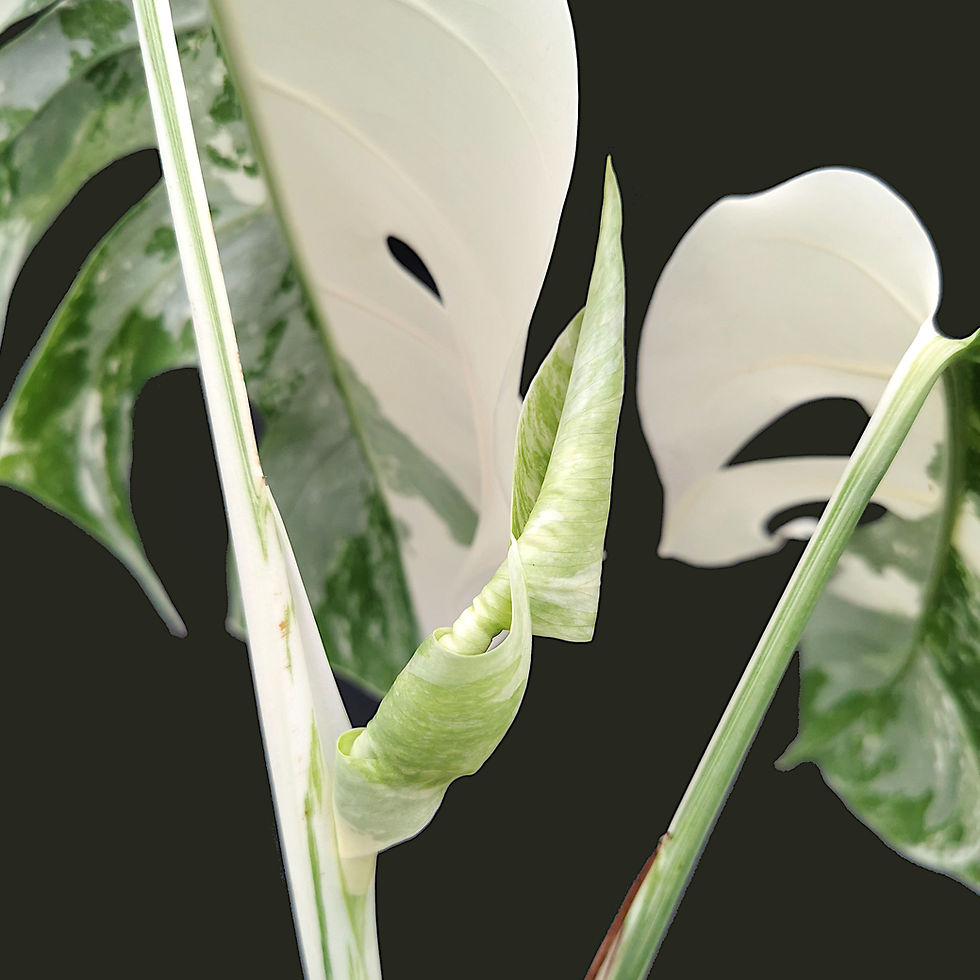 Miniaturbild: Monstera Albo Variegata