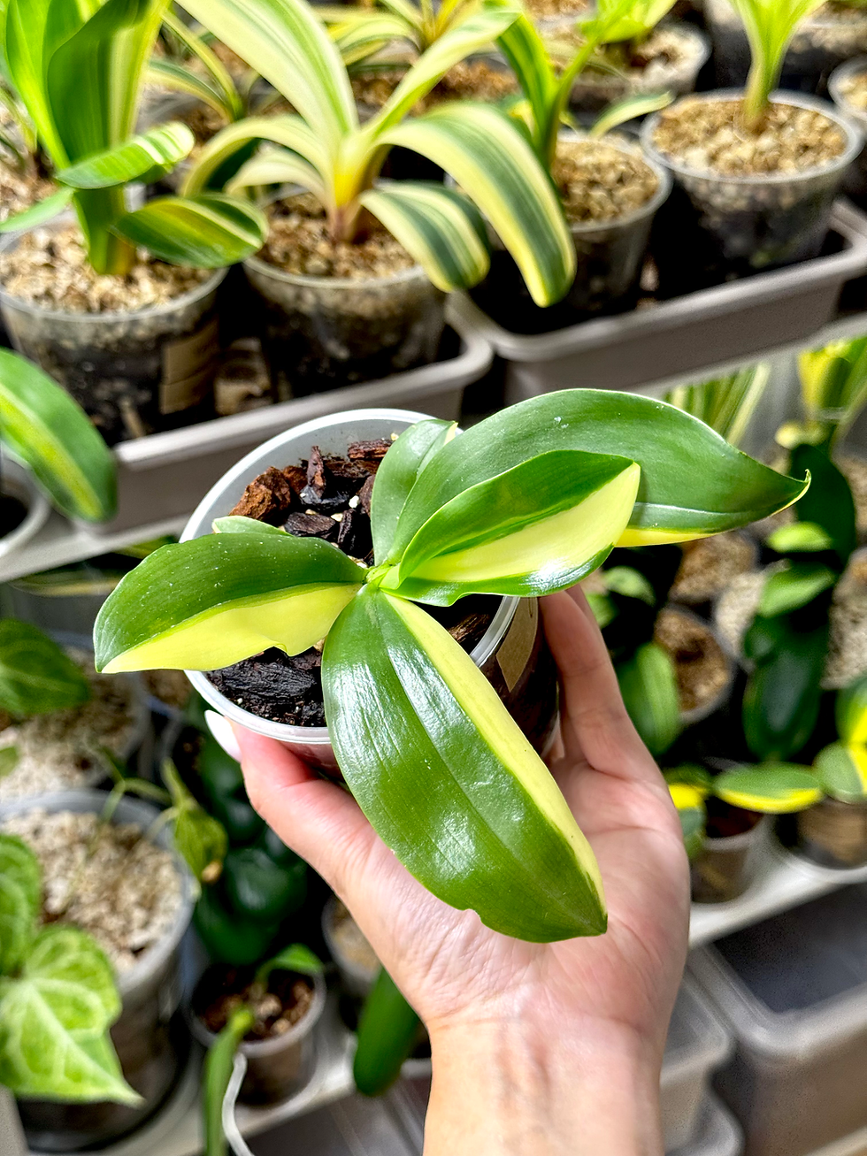 Miniaturbild: Phalaenopsis Variegata | Variegated Schmetterlingsorchidee