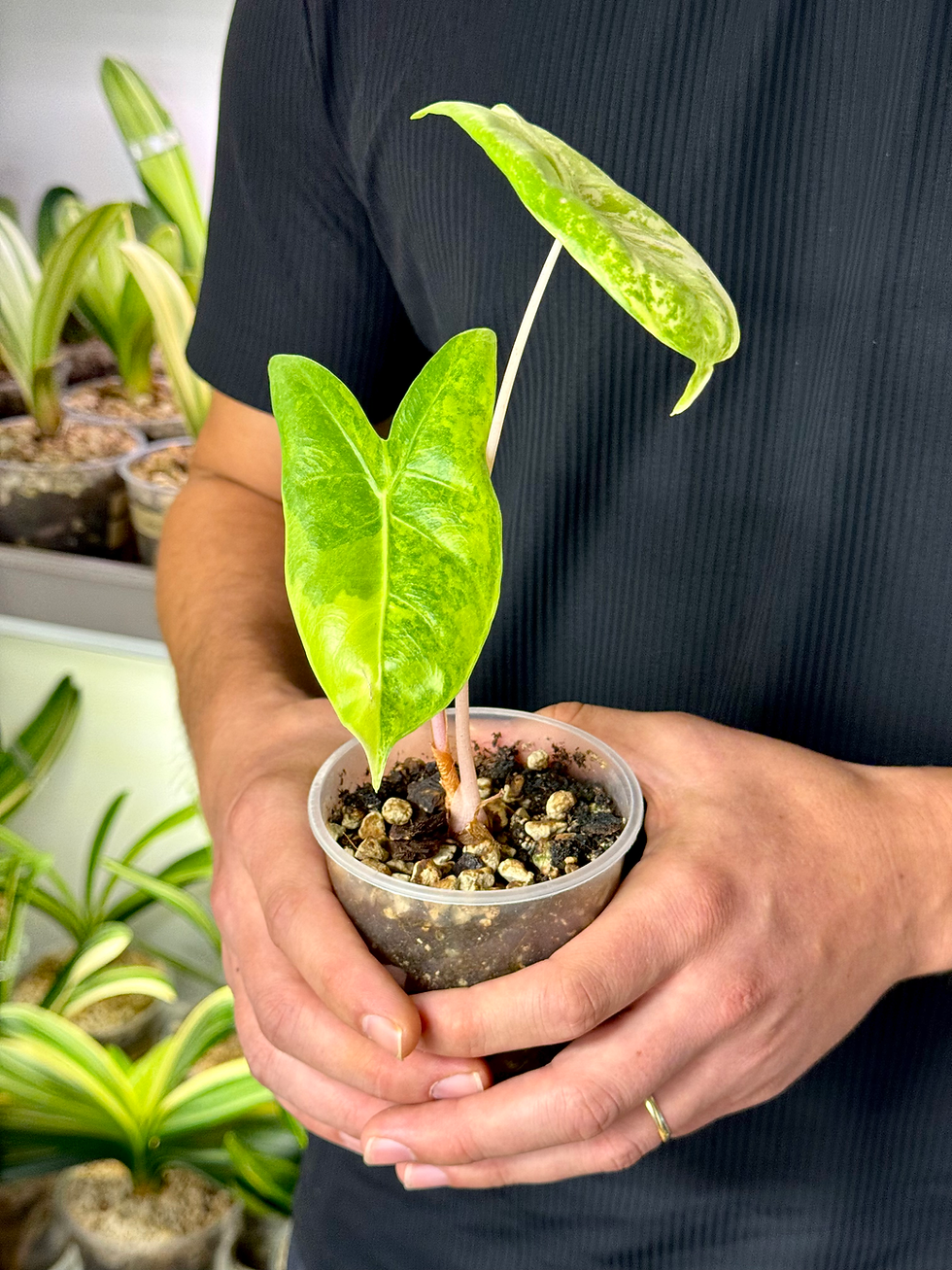 Thumbnail: Alocasia Pink Dragon Variegata