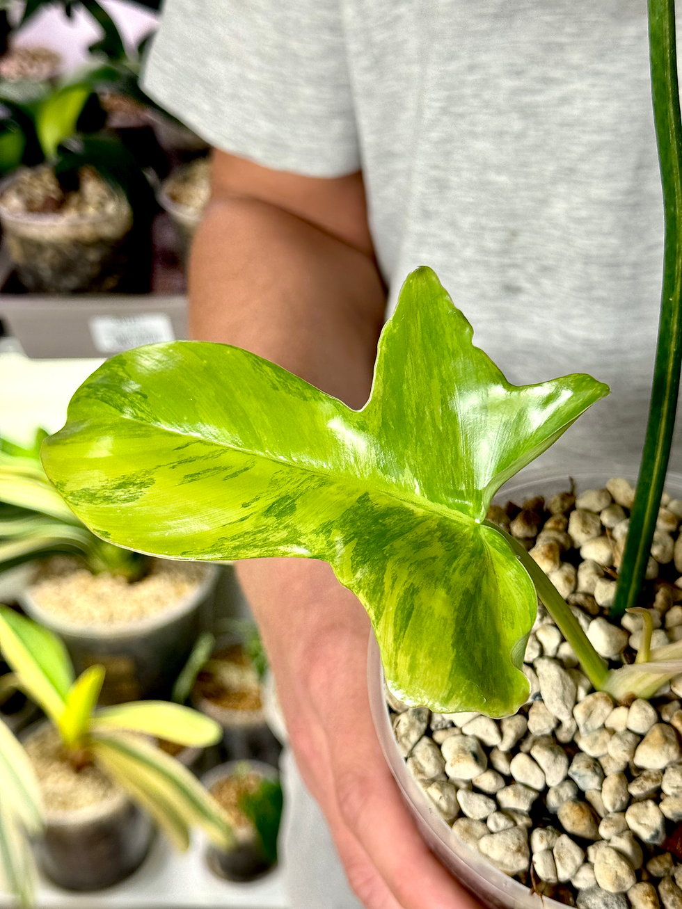 Miniaturbild: Philodendron Amber Eagle / Philodendron Florida Beauty x Mayoi Variegata