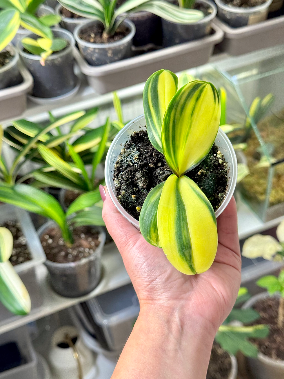 Thumbnail: Phalaenopsis Variegata | Variegated Moth Orchid | Trade Name : Super Baby