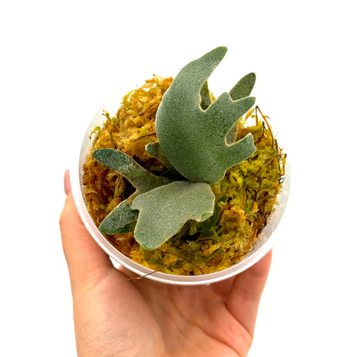 ビカクシダ P.willinckii OMG spore 912 ビカクシダ P.willinckii OMG