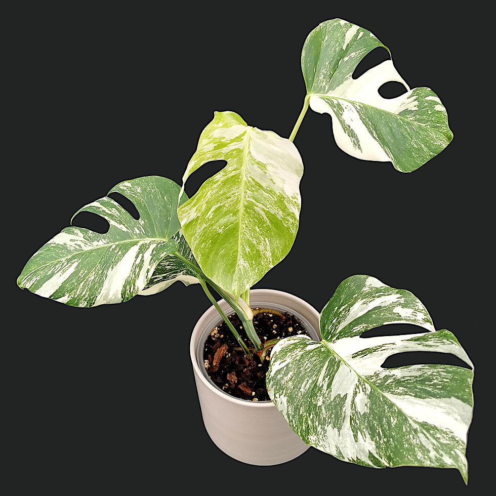 Miniaturbild: Monstera Albo Variegata
