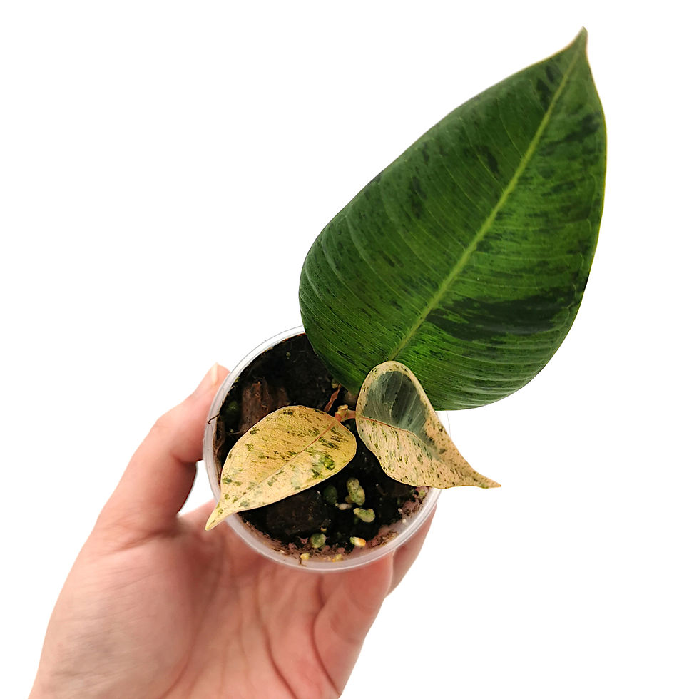 Thumbnail: Ficus Elastica 'Shivereana' (Young Plant)