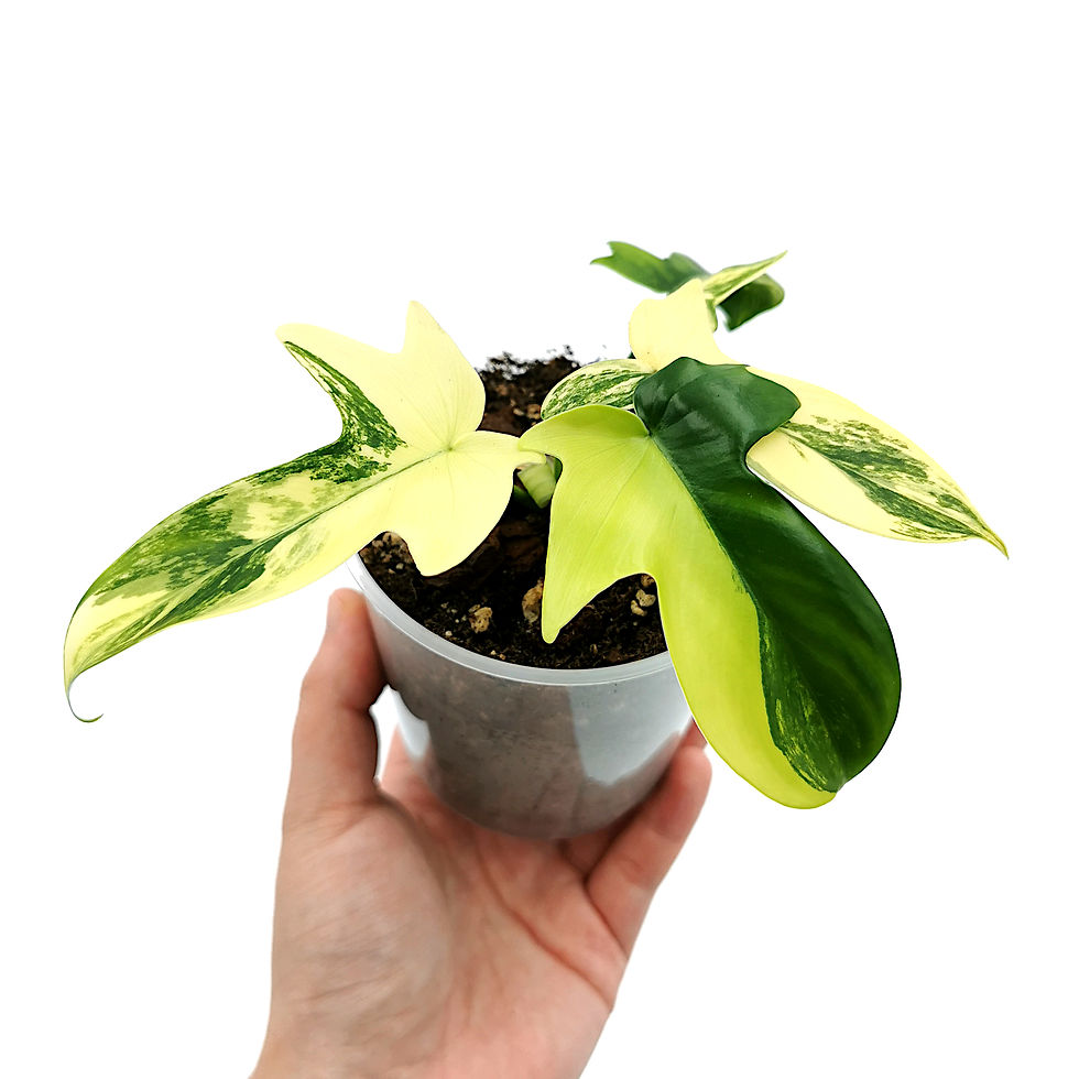 Miniaturbild: Philodendron Pedatum Variegata (Jungpflanze)