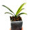 Miniaturbild: Clivia Miniata Variegata 'Monk' (Orangerote Blüten)