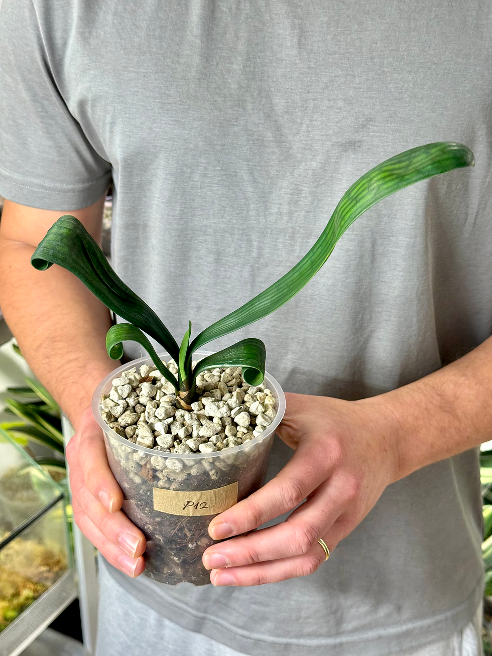 Thumbnail: Clivia Permanent | Rare Natural Curly Leaf Clivia