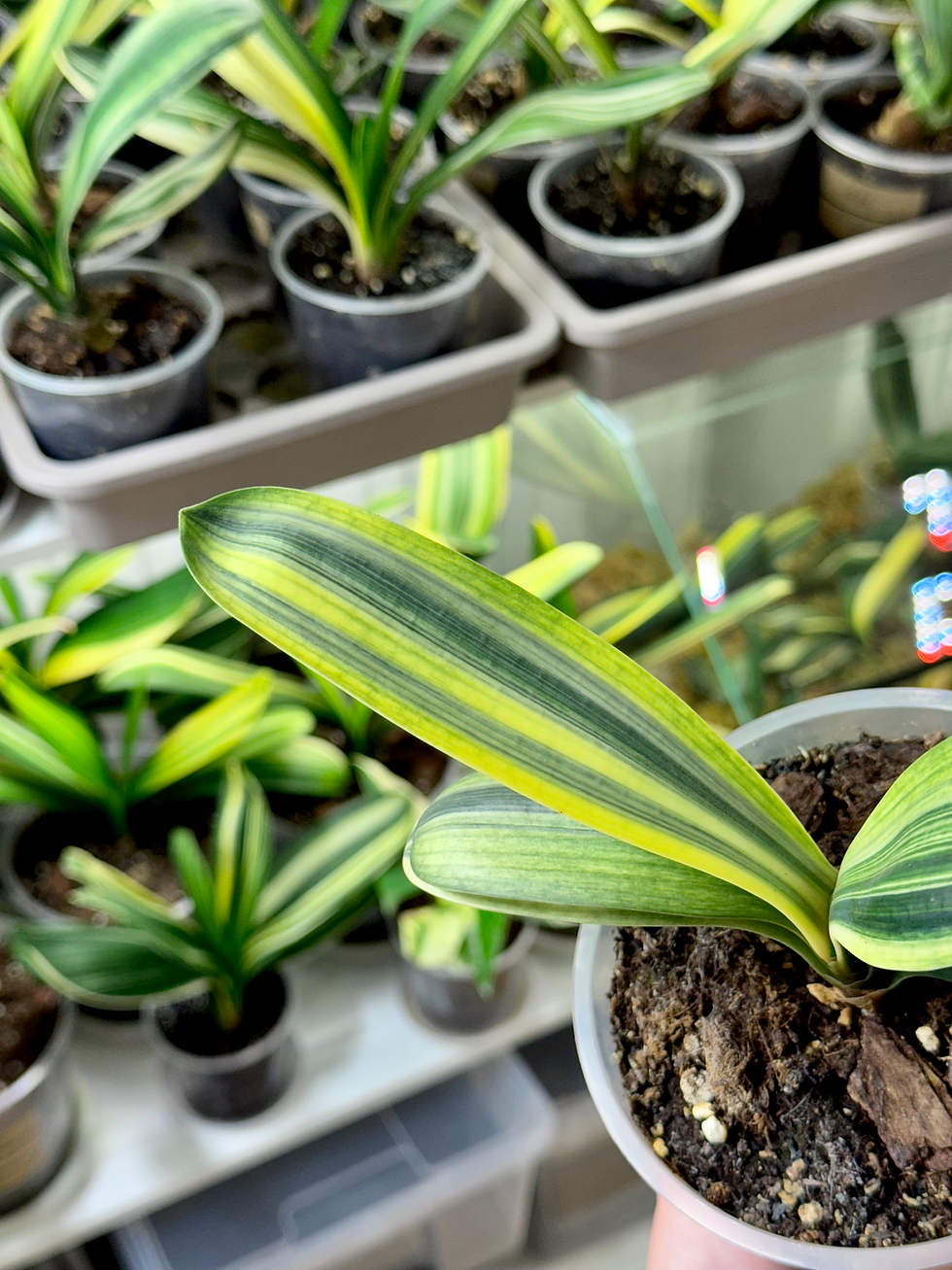 Miniaturbild: Clivia Miniata 'Light of Buddha' Variegata (Orangerote Blüten)