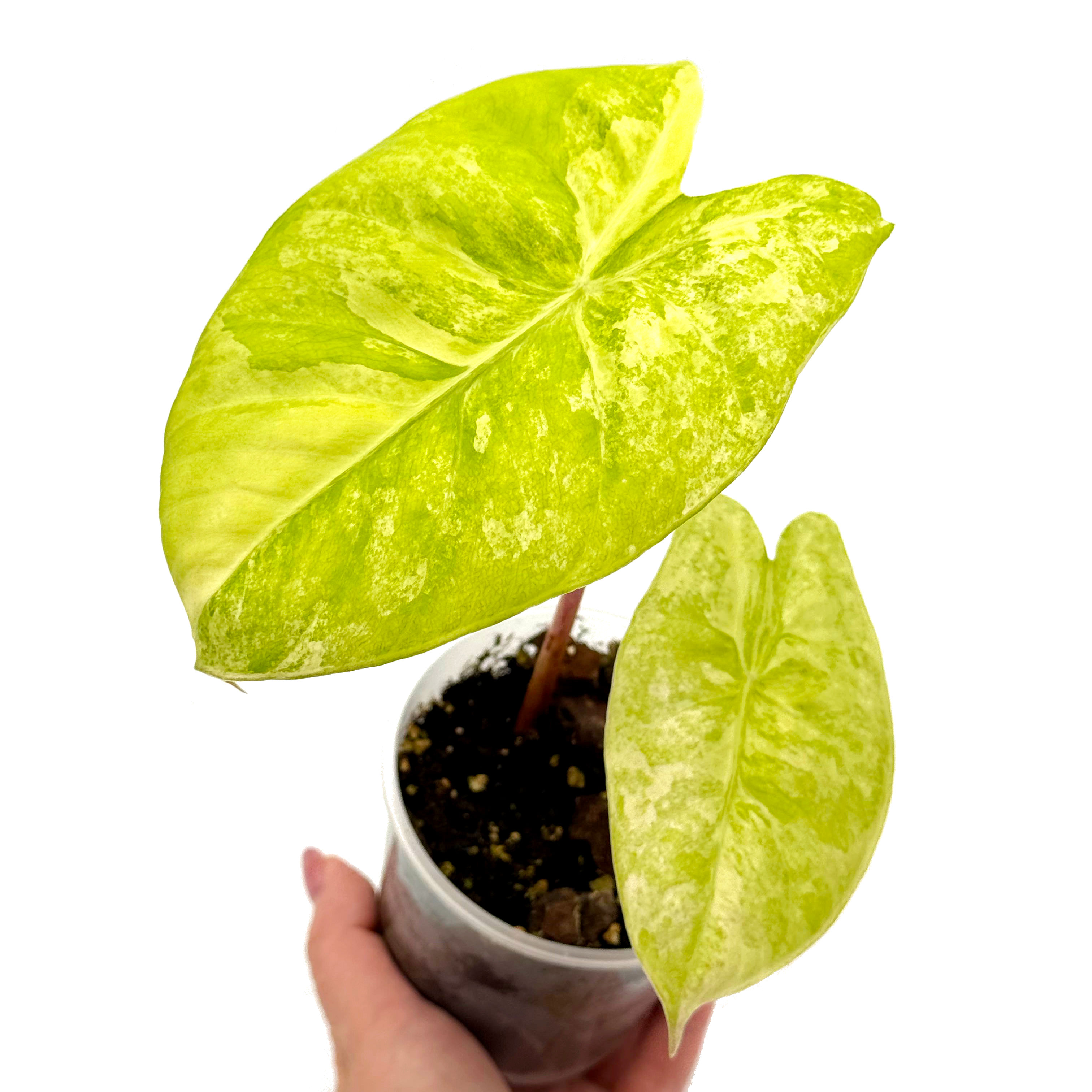 Alocasia Pink Dragon Variegata (2 in 1)