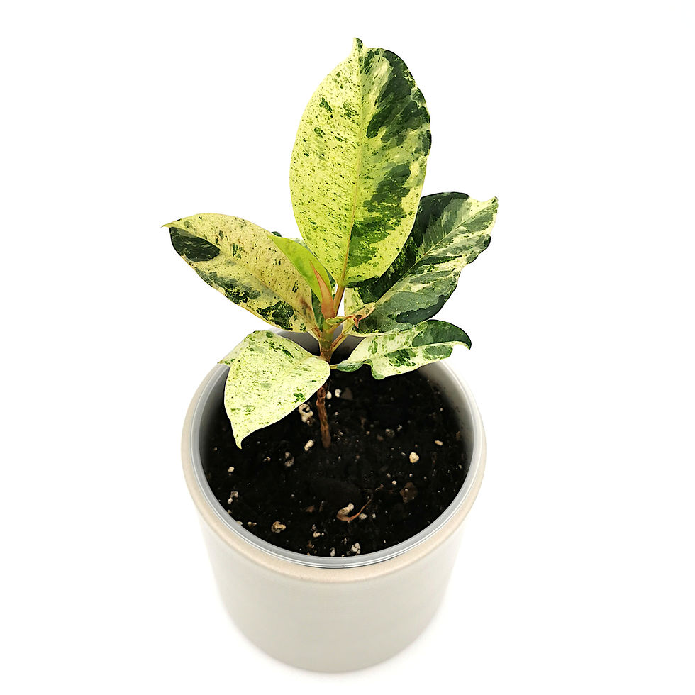 Miniaturbild: Ficus Elastica 'Shivereana'