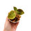 Miniaturbild: Macodes Petola Gold (Juwelorchidee)