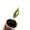 Miniaturbild: Monstera Obliqua Peru / Peruvian (Jungpflanze)