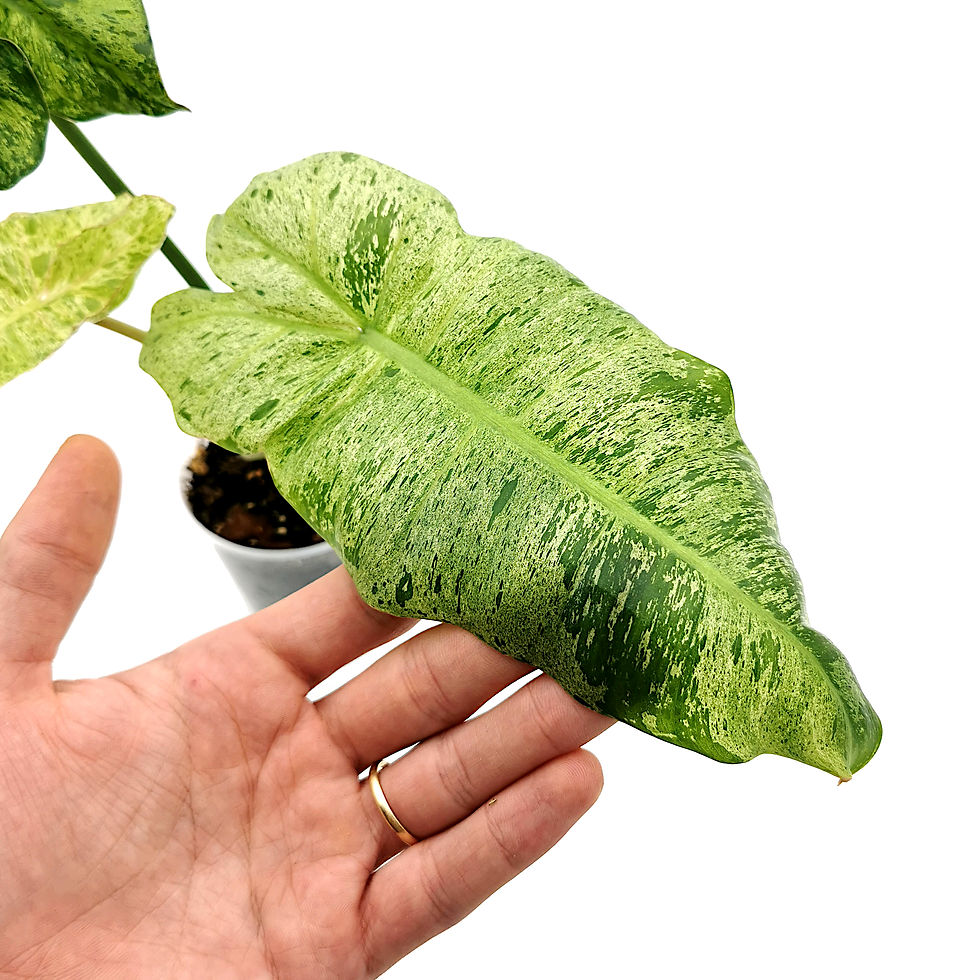 Thumbnail: Philodendron Paraiso Verde