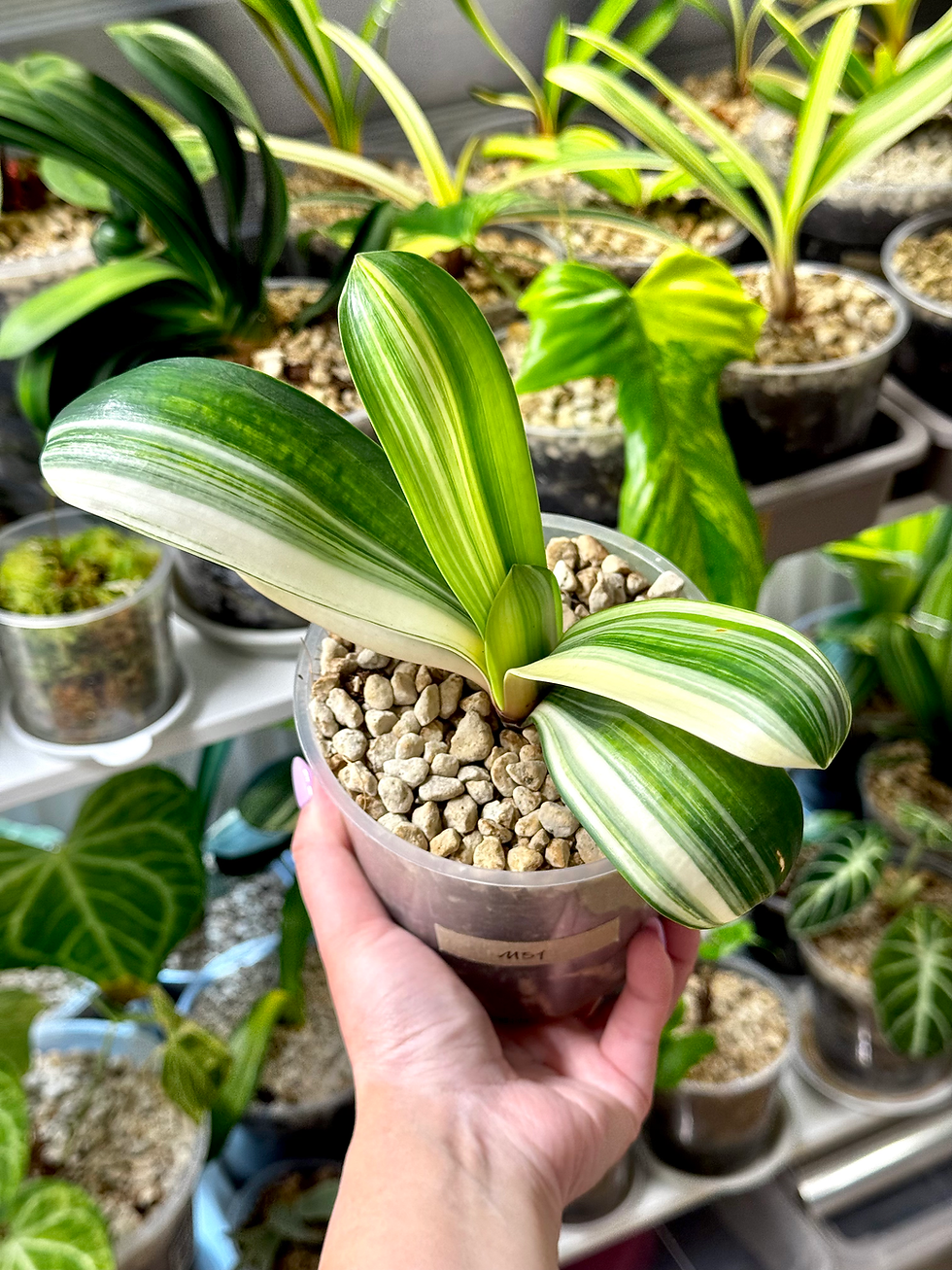 Miniaturbild: Clivia Miniata Variegata (Orangerote Blüten)
