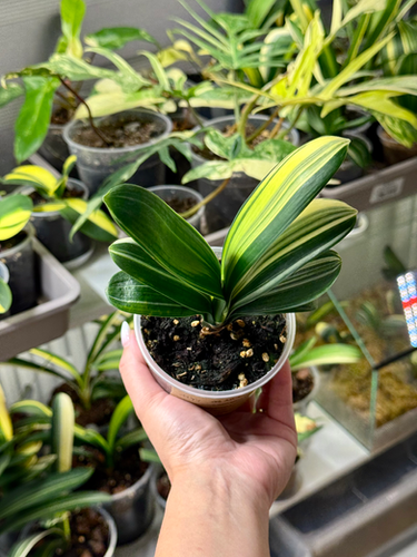 Clivia Miniata 'Painter x Mao' Variegata | Dwarf Form | Kern Plants