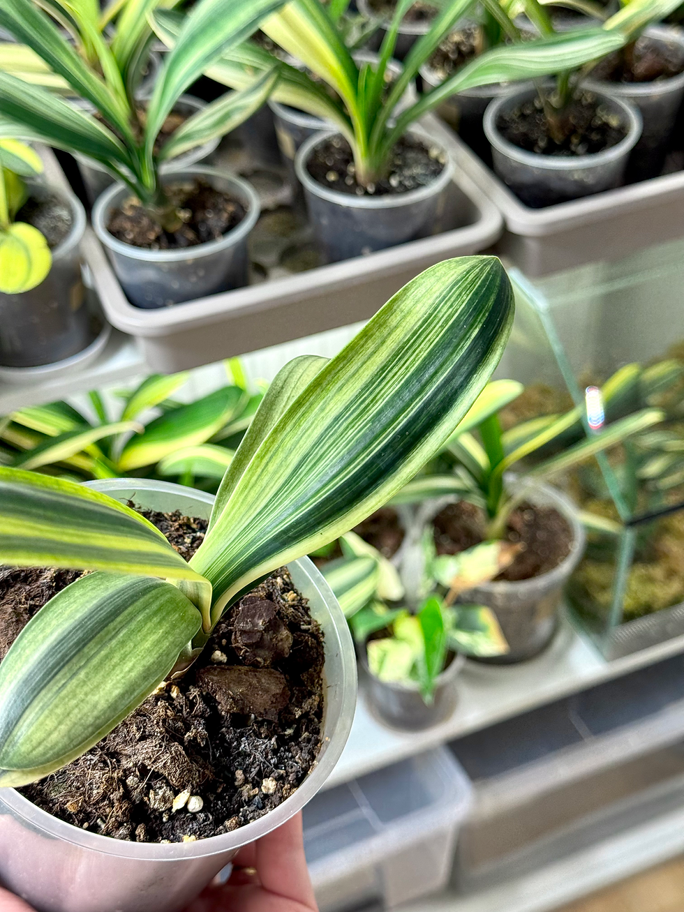 Miniaturbild: Clivia Miniata 'Light of Buddha' Variegata (Orangerote Blüten)