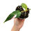 Thumbnail: Philodendron White Princess (Young Plant)