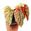 Thumbnail: Begonia Snow Capped / Snowcap Variegata