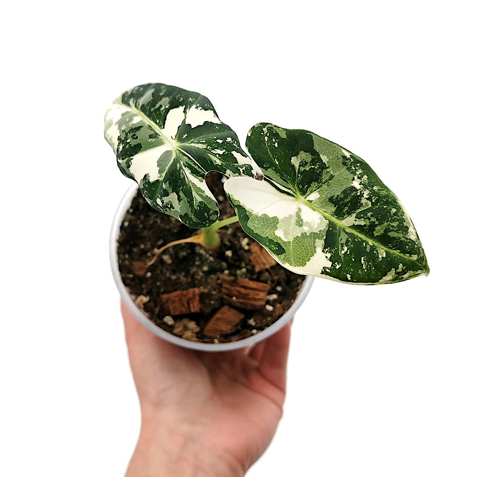 Thumbnail: Alocasia Frydek Variegata (Young Plant)