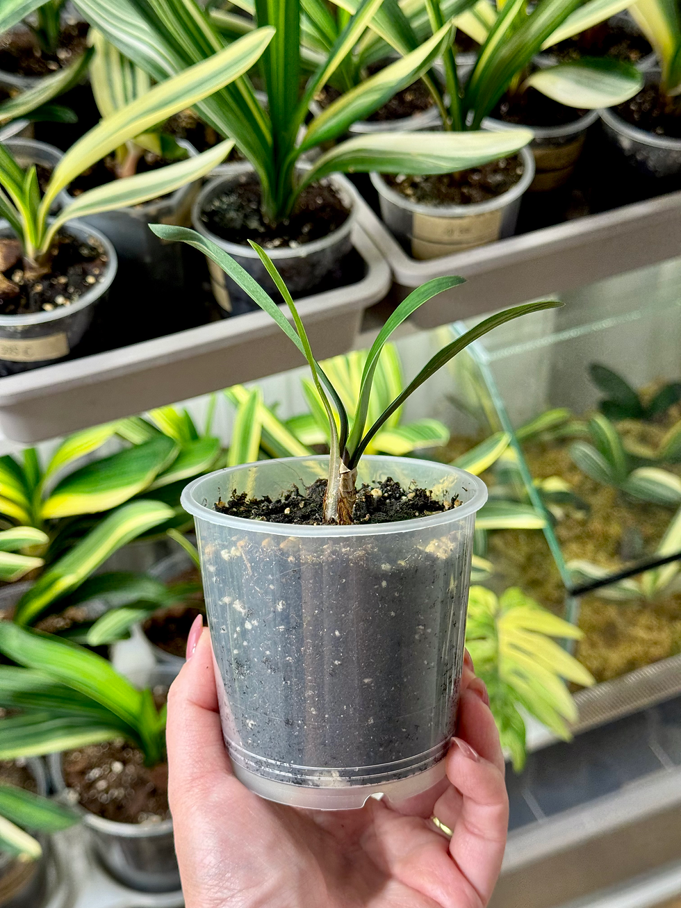 Thumbnail: Clivia Miniata Variegata (Orange-Red Flowers)
